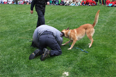 Vorführung der Polizeihundestaffel